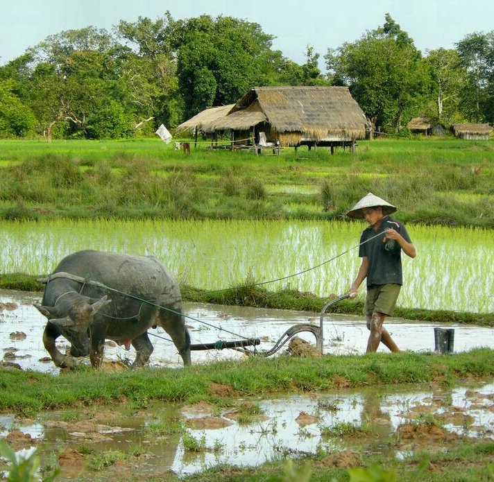 Gi&aacute; l&uacute;a gạo h&ocirc;m nay 10/8/2024: đồng loạt tăng nhẹ. Ảnh minh họa.