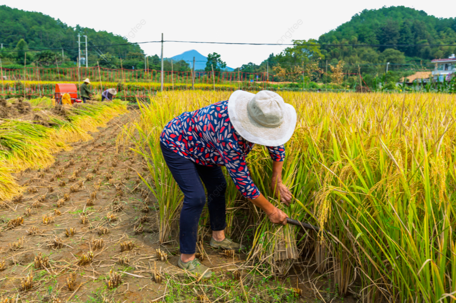 Gi&aacute; l&uacute;a gạo h&ocirc;m nay 12/8/2024: gi&aacute; gạo xuất khẩu tăng 3 - 5 USD/tấn. Ảnh minh họa.