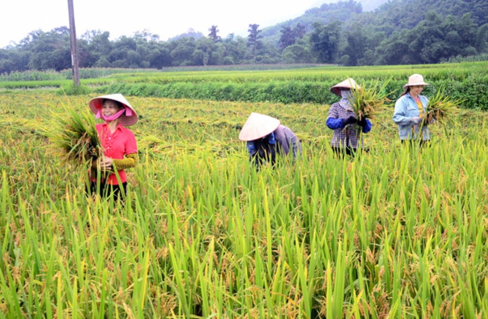 Gi&aacute; l&uacute;a gạo h&ocirc;m nay 13/8: gi&aacute; gạo tăng nhẹ. Ảnh minh họa.