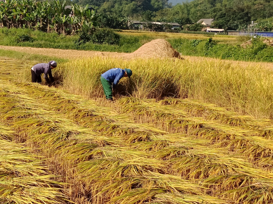 Gi&aacute; l&uacute;a gạo h&ocirc;m nay 15/8: gi&aacute; l&uacute;a tiếp đ&agrave; tăng cao. Ảnh minh họa.