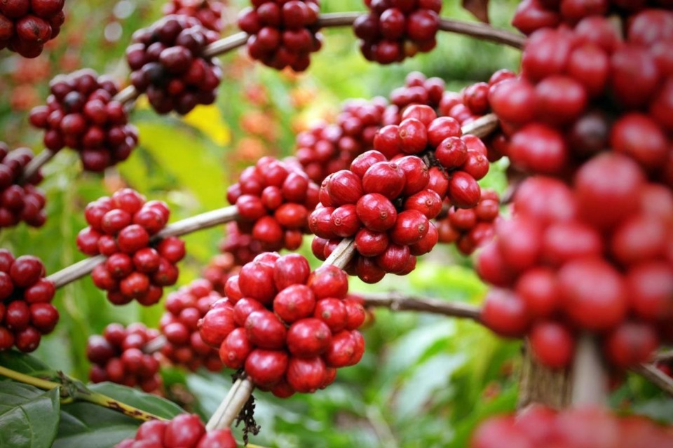 Gi&aacute; c&agrave; ph&ecirc; h&ocirc;m nay 16/8: Robusta lại tăng tiếp cả trăm USD một tấn &nbsp;