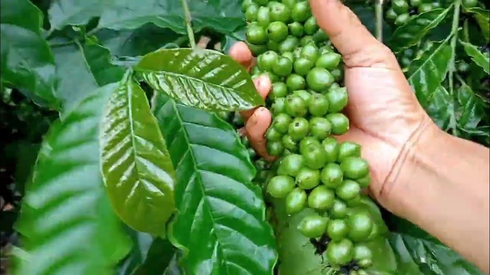 Gi&aacute; c&agrave; ph&ecirc; h&ocirc;m nay 17/8: Robusta c&oacute; tuần rực rỡ, tăng 339 USD/tấn