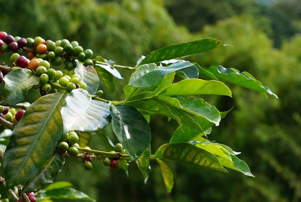 Gi&aacute; c&agrave; ph&ecirc; h&ocirc;m nay 24/8: Robusta tiếp tục lập kỷ lục, tạo đỉnh mới