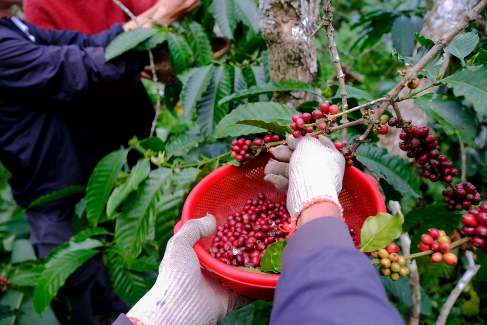 Gi&aacute; c&agrave; ph&ecirc; h&ocirc;m nay 8/8: tiếp tục tăng mạnh, Arabica gần mức cao kỷ lục