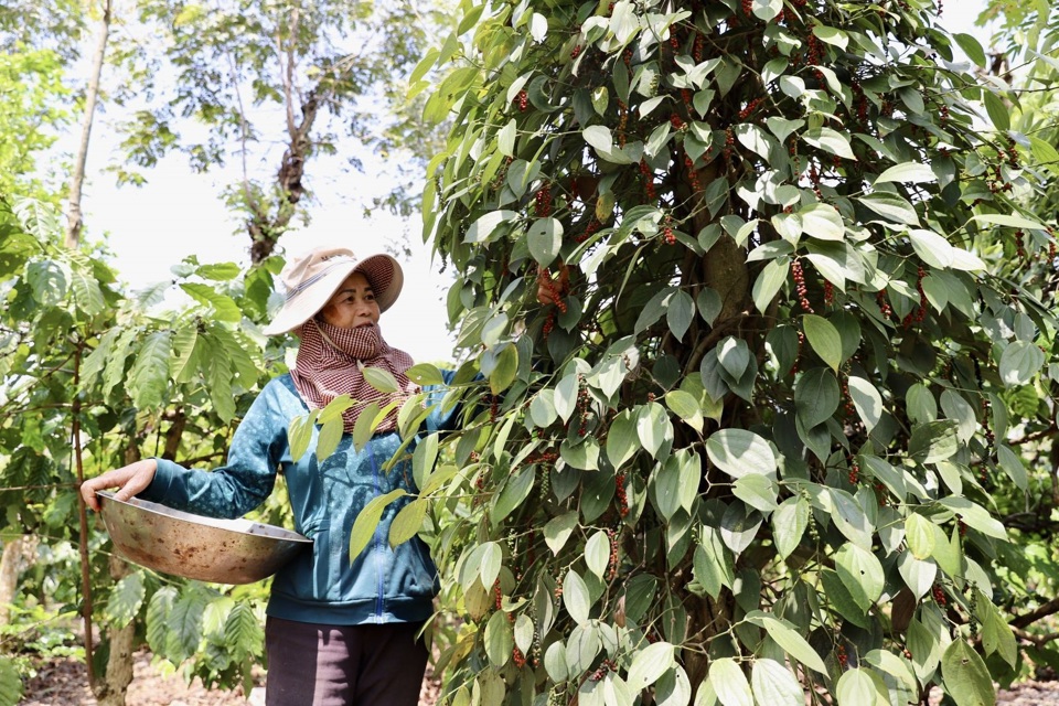 Gi&aacute; ti&ecirc;u h&ocirc;m nay 17/8: c&aacute;c nước Đ&ocirc;ng Nam &Aacute; tiếp tục tăng, Việt Nam giảm