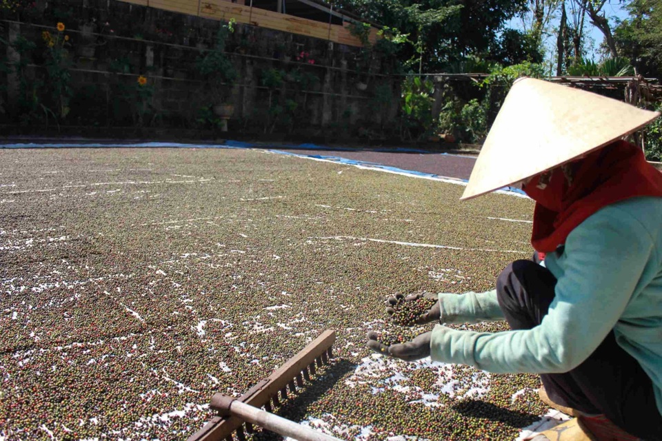 Gi&aacute; ti&ecirc;u h&ocirc;m nay 25/8: một tuần tăng tốt, th&ecirc;m đến 5.000 đồng/kg