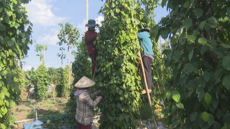 Gi&aacute; ti&ecirc;u h&ocirc;m nay 8/8: tổng ho&agrave; nguy&ecirc;n nh&acirc;n đẩy gi&aacute; ti&ecirc;u giảm 3 ng&agrave;y liền