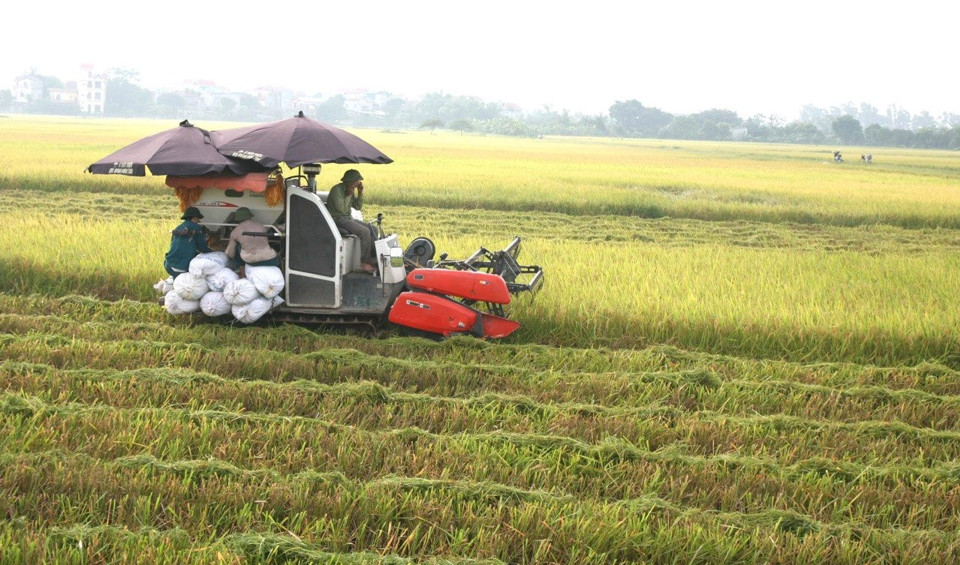 X&acirc;y dựng chiến lược l&uacute;a gạo theo chuỗi để ph&aacute;t triển bền vững. Ảnh minh họa