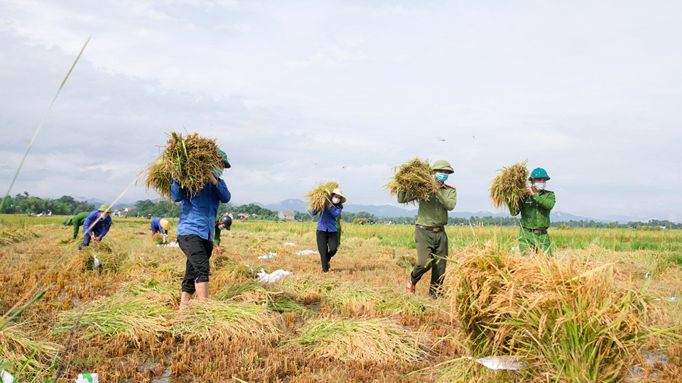 Gi&aacute; l&uacute;a gạo h&ocirc;m nay 15/9: gi&aacute; gạo tăng nhẹ. Ảnh minh họa.