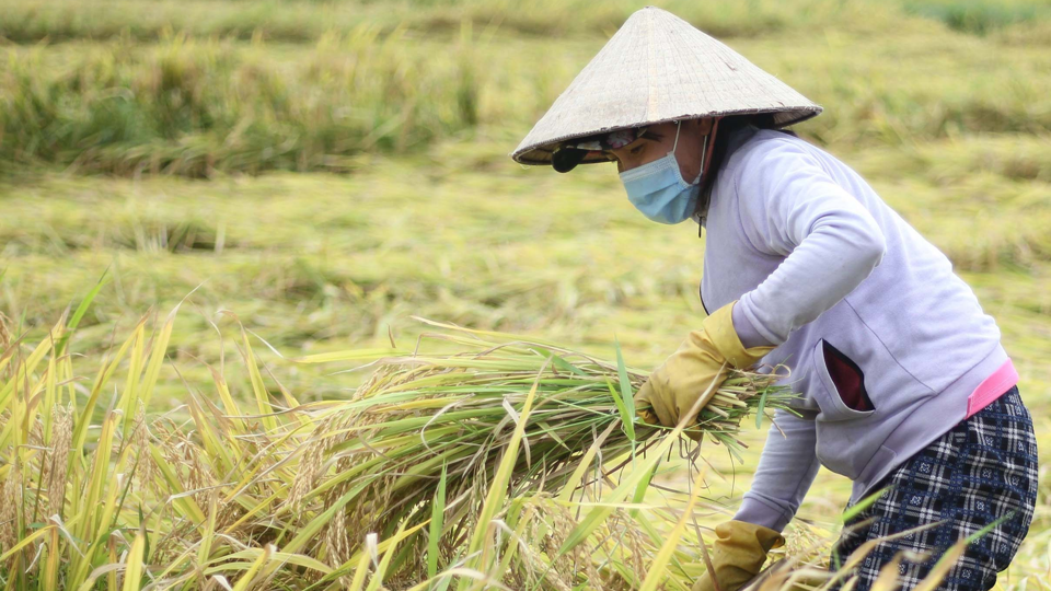 Gi&aacute; l&uacute;a gạo h&ocirc;m nay 16/9: gạo N&agrave;ng Nhen cao nhất 28.000 đồng/kg. Ảnh minh họa.