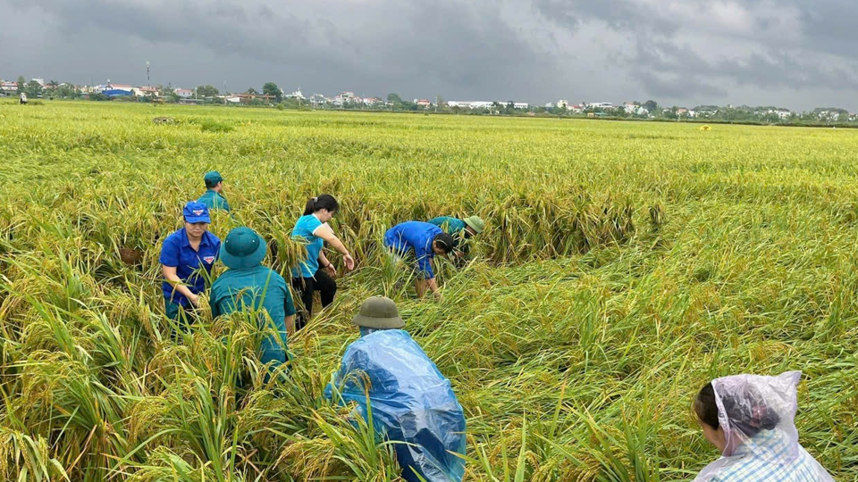 Gi&aacute; l&uacute;a gạo h&ocirc;m nay 25/9: Gi&aacute; l&uacute;a gạo quay đầu giảm. Ảnh minh họa.