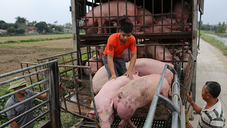 Gi&aacute; heo hơi h&ocirc;m nay 26/9: tăng giảm tr&aacute;i chiều 1.000 đồng/kg. Ảnh minh họa.