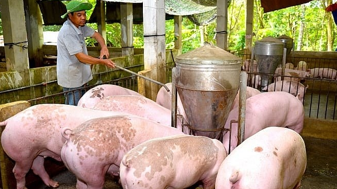 Gi&aacute; heo hơi h&ocirc;m nay 27/9: tại Quảng B&igrave;nh tăng nhẹ 1.000 đồng/kg. Ảnh minh họa.