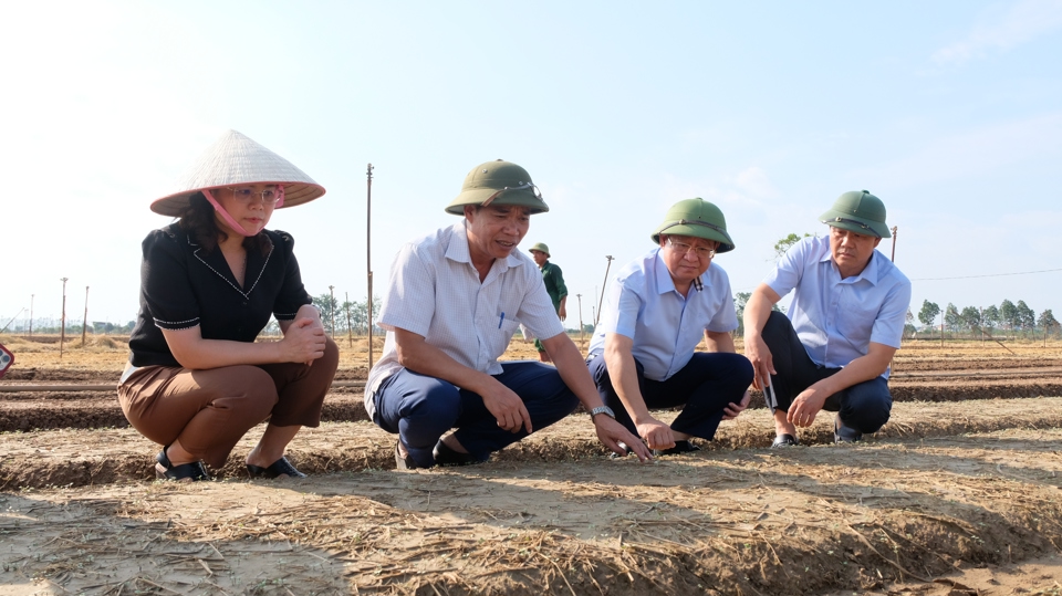 Gi&aacute;m đốc Sở NN&amp;PTNT H&agrave; Nội Nguyễn Xu&acirc;n Đại (ngo&agrave;i c&ugrave;ng b&ecirc;n phải) kiểm tra v&ugrave;ng rau x&atilde; Tr&aacute;ng Việt (huyện M&ecirc; Linh) sau ảnh hưởng nặng nề của mưa lũ.