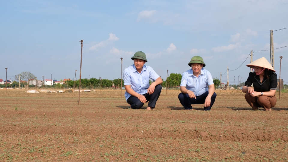 H&agrave;ng chục h&eacute;c-ta rau m&agrave;u tại huyện M&ecirc; Linh v&agrave; to&agrave;n TP H&agrave; Nội đ&atilde; được gieo trồng vụ mới.