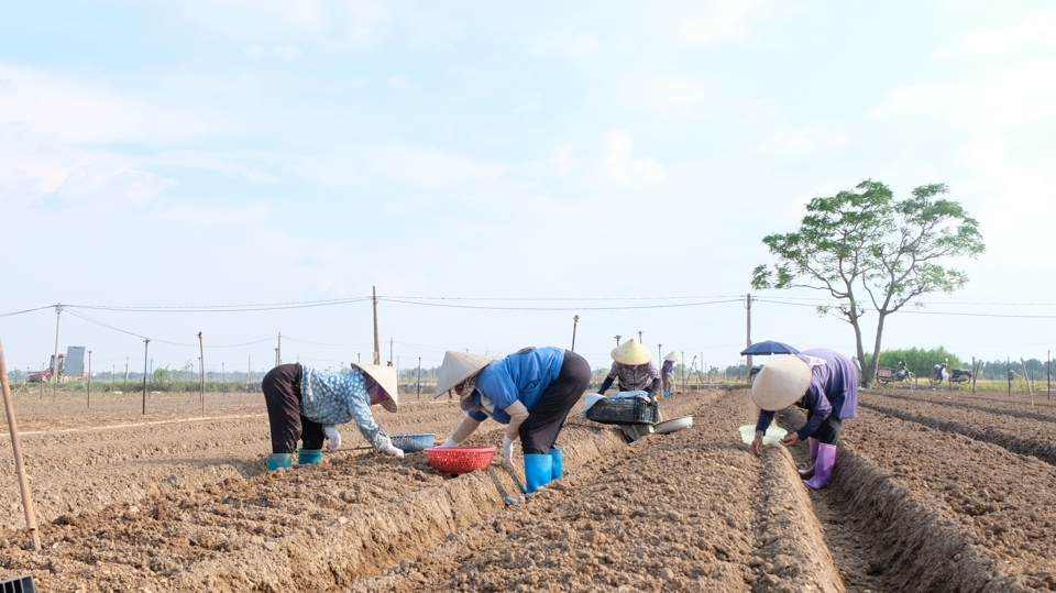 B&agrave; con n&ocirc;ng d&acirc;n huyện M&ecirc; Linh t&iacute;ch cực xuống đồng gieo trồng rau m&agrave;u.