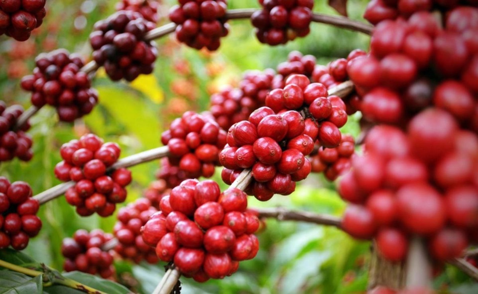 Gi&aacute; c&agrave; ph&ecirc; h&ocirc;m nay 15/9: tuần tăng sốc của Robusta, trong nước th&ecirc;m 6.000 đồng/kg