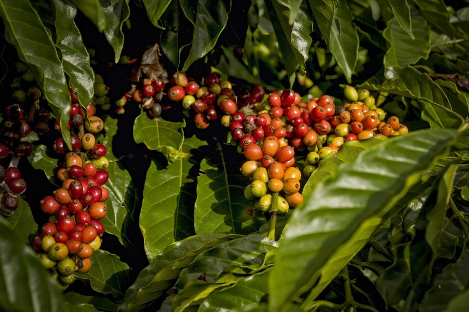 Gi&aacute; c&agrave; ph&ecirc; h&ocirc;m nay 25/9: Robusta tiếp tục tăng, đạt mức cao kỷ lục