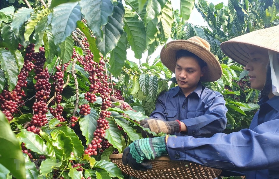 Gi&aacute; c&agrave; ph&ecirc; h&ocirc;m nay 27/9: Robusta li&ecirc;n tục lập kỷ lục, trong nước vượt 123.000đồng/kg