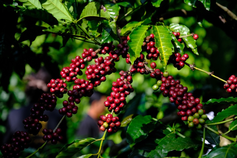 Gi&aacute; c&agrave; ph&ecirc; h&ocirc;m nay 5/9: Robusta tăng mạnh, th&ecirc;m hơn 200 USD/tấn