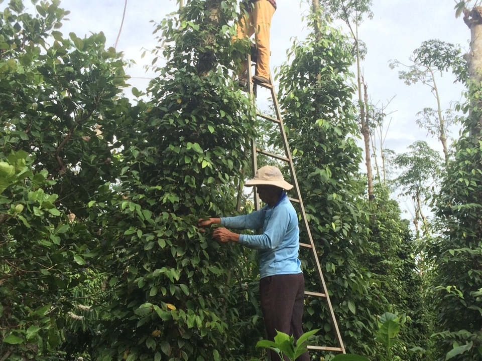 Gi&aacute; ti&ecirc;u h&ocirc;m nay 14/9: tăng 1.000 đồng/kg, kh&ocirc;ng quốc gia n&agrave;o giảm trong tuần