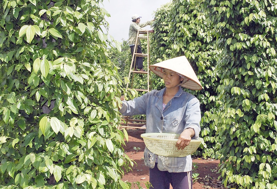 Gi&aacute; ti&ecirc;u h&ocirc;m nay 17/9: to&agrave;n cảnh gi&aacute; ti&ecirc;u c&aacute;c nước tuần qua - khởi sắc