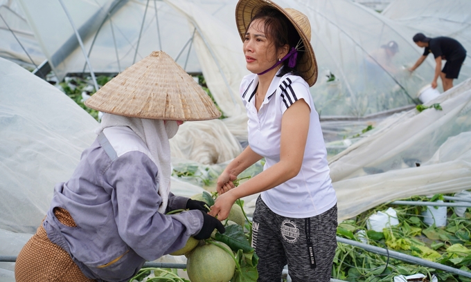 Chị Cuối c&ugrave;ng b&agrave; con h&agrave;ng x&oacute;m nhặt dưa lưới tại nh&agrave; m&agrave;ng. Ảnh: Bảo Thắng. &nbsp;