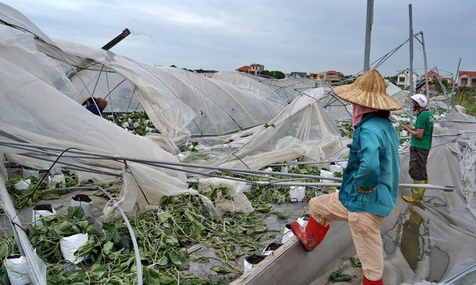 To&agrave;n bộ nh&agrave; m&agrave;ng của gia đ&igrave;nh chị Cuối bị đổ sụp, thiệt hại h&agrave;ng tỷ đồng. Ảnh: Bảo Thắng. &nbsp;