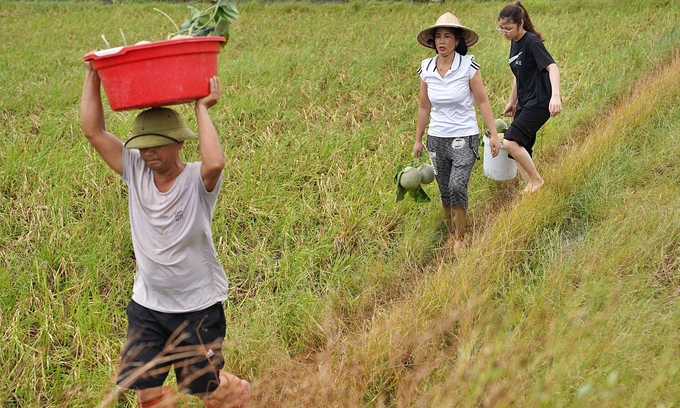 H&agrave;ng x&oacute;m hỗ trợ chị Cuối thu hoạch dưa. Ảnh: Bảo Thắng. &nbsp;