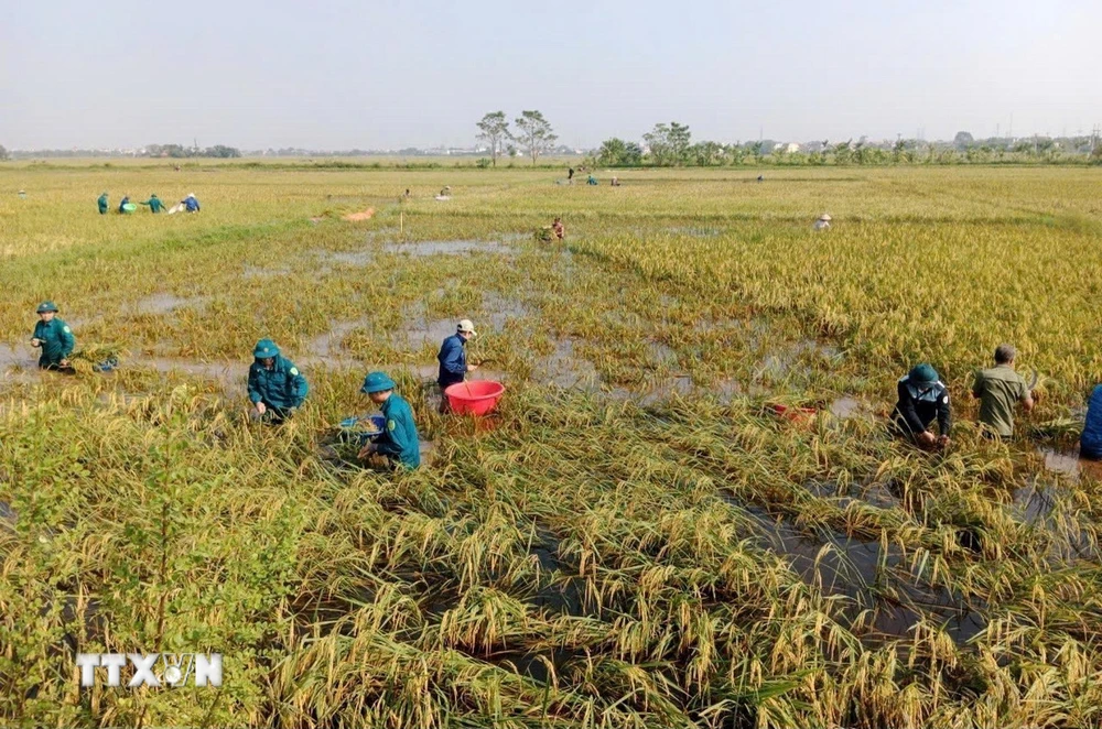 Bộ đội gi&uacute;p người d&acirc;n huyện Mỹ Đức (H&agrave; Nội) thu hoạch l&uacute;a chuẩn bị cho vụ Đ&ocirc;ng. (Ảnh: TTXVN ph&aacute;t)