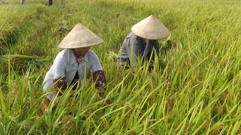 Gi&aacute; l&uacute;a gạo h&ocirc;m nay 22/10: gi&aacute; gạo tăng nhẹ 50 - 100 đồng/kg. Ảnh minh họa.