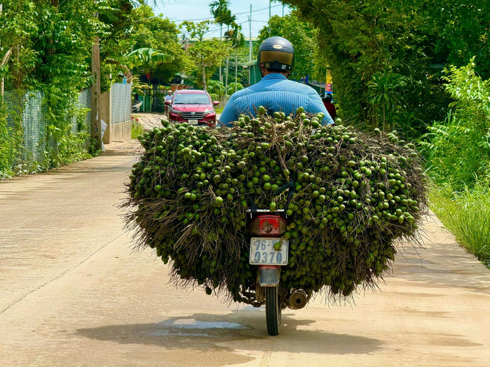 Cau được thu mua tận vườn v&agrave; chuyển về c&aacute;c vựa.