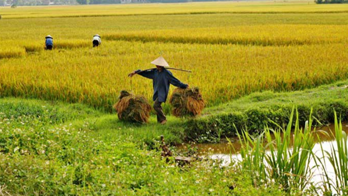 Gi&aacute; l&uacute;a gạo h&ocirc;m nay 24/10: gạo xuất khẩu Việt Nam cao nhất ch&acirc;u &Aacute;. Ảnh minh họa.