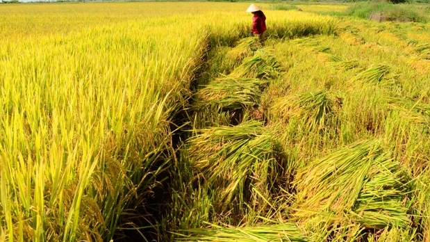 Gi&aacute; l&uacute;a gạo h&ocirc;m nay 27/10/2024: gi&aacute; l&uacute;a tăng, giảm tr&aacute;i chiều từ 100 - 200 đồng/kg. Ảnh minh họa.