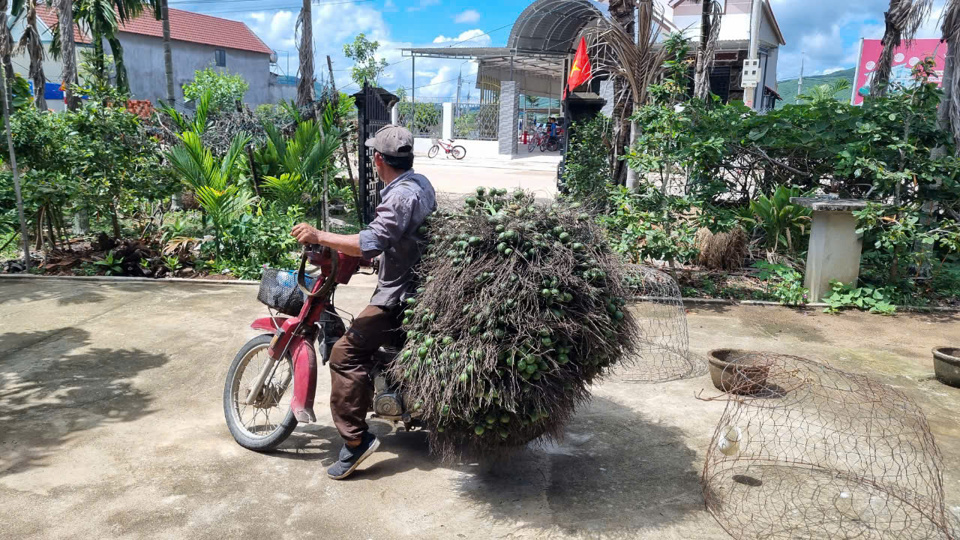 Thị trường ti&ecirc;u thụ cau rất kh&oacute; dự đo&aacute;n.