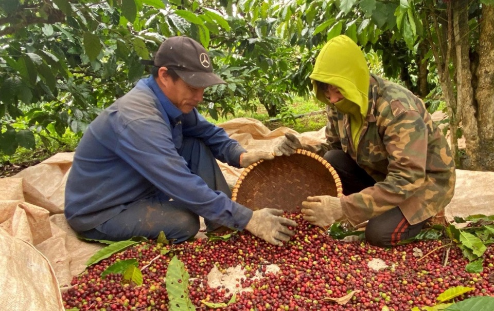 Đắk N&ocirc;ng chỉ đ&aacute;p ứng được khoảng 47% nguồn lao động thu hoạch c&agrave; ph&ecirc;, số nh&acirc;n c&ocirc;ng c&ograve;n lại phải thu&ecirc; từ c&aacute;c tỉnh kh&aacute;c.