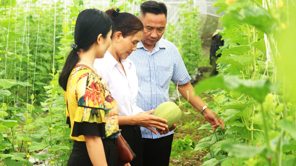 &Ocirc;ng Trung v&agrave; vợ (&aacute;o sọc v&agrave; &aacute;o trắng) với m&ocirc; h&igrave;nh dưa lưới.