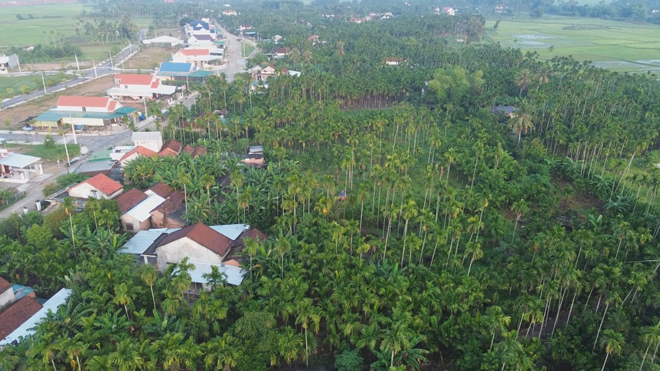 Diện t&iacute;ch trồng cau tăng nhanh ở huyện Nghĩa H&agrave;nh.