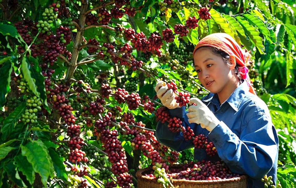 Gi&aacute; c&agrave; ph&ecirc; h&ocirc;m nay 10/10: chỉ tăng nhẹ d&ugrave; tồn kho tr&ecirc;n s&agrave;n giảm s&acirc;u &nbsp;