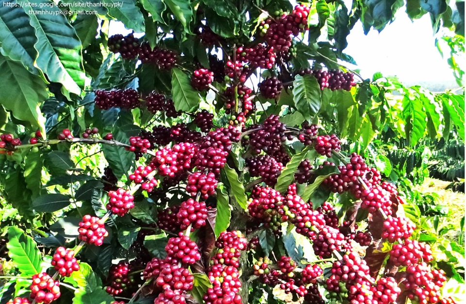 Gi&aacute; c&agrave; ph&ecirc; h&ocirc;m nay 15/10: tăng mạnh trở lại, Robusta th&ecirc;m hơn 100 USD/tấn