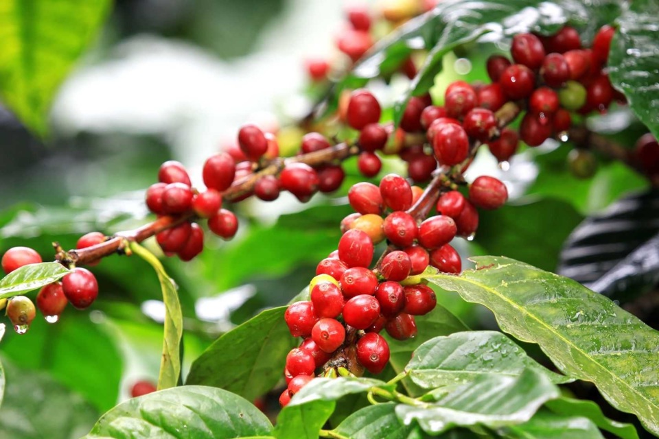 Gi&aacute; c&agrave; ph&ecirc; h&ocirc;m nay 17/10: Arabica tăng trở lại, Robusta bị &aacute;p lực vụ mới