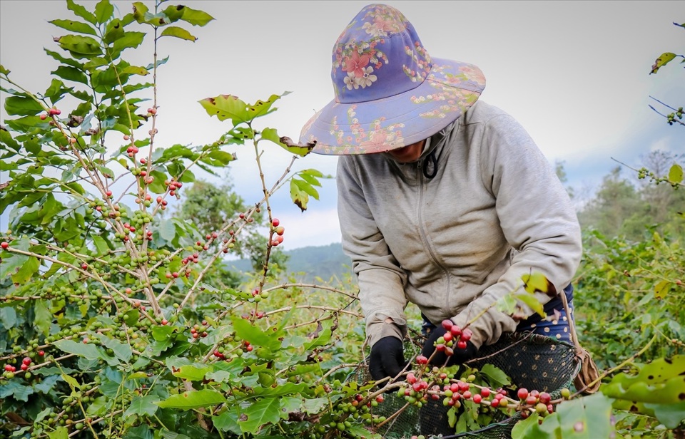 Gi&aacute; c&agrave; ph&ecirc; h&ocirc;m nay 24/10: dứt đ&agrave; giảm, c&agrave; ph&ecirc; 2 s&agrave;n tăng trở lại