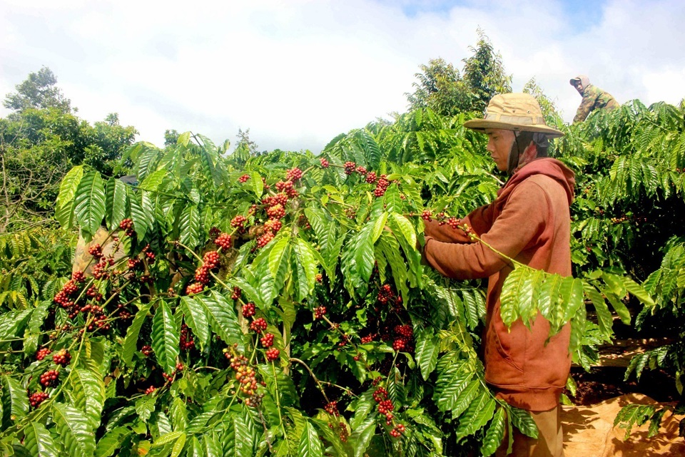 Gi&aacute; c&agrave; ph&ecirc; h&ocirc;m nay 28/10: giải m&atilde; nguy&ecirc;n nh&acirc;n c&agrave; ph&ecirc; th&aacute;ng 10 u &aacute;m