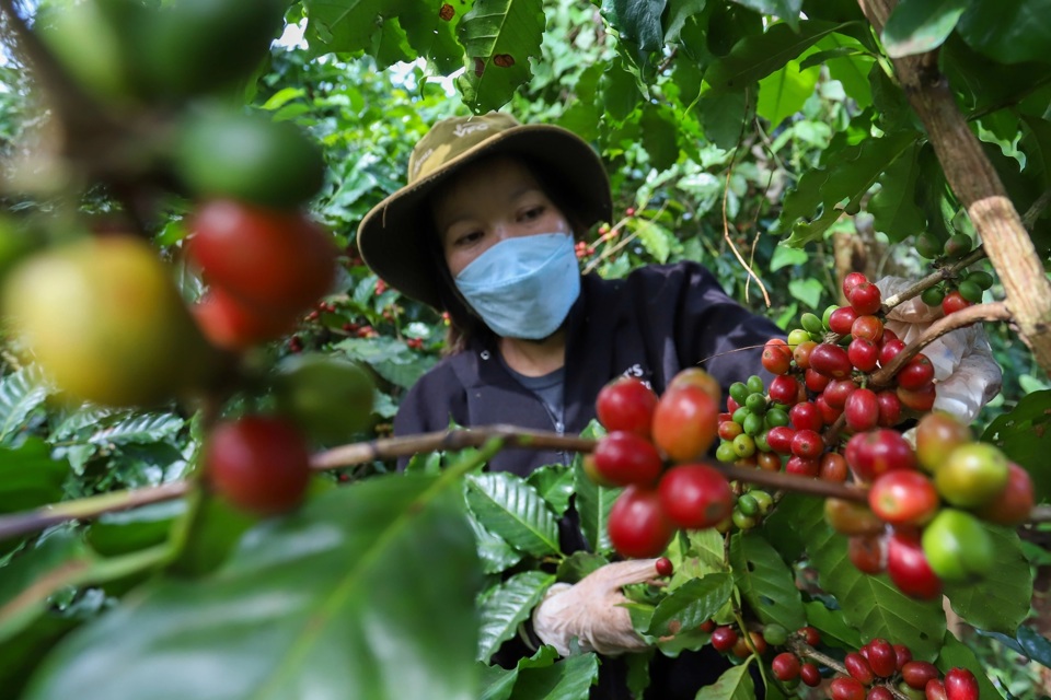 Gi&aacute; c&agrave; ph&ecirc; h&ocirc;m nay 31/10: tăng trở lại, Robusta phục hồi sau ng&agrave;y giảm mạnh