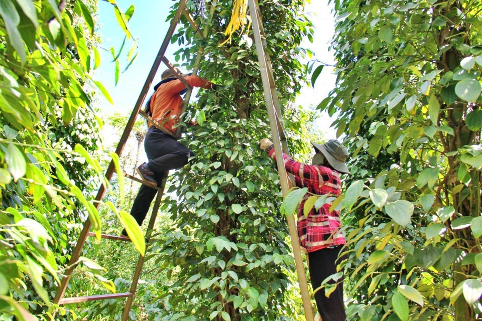 Gi&aacute; ti&ecirc;u h&ocirc;m nay 2/10: tiếp tục tăng ở Đắk Lắk, n&ocirc;ng d&acirc;n phấn khởi