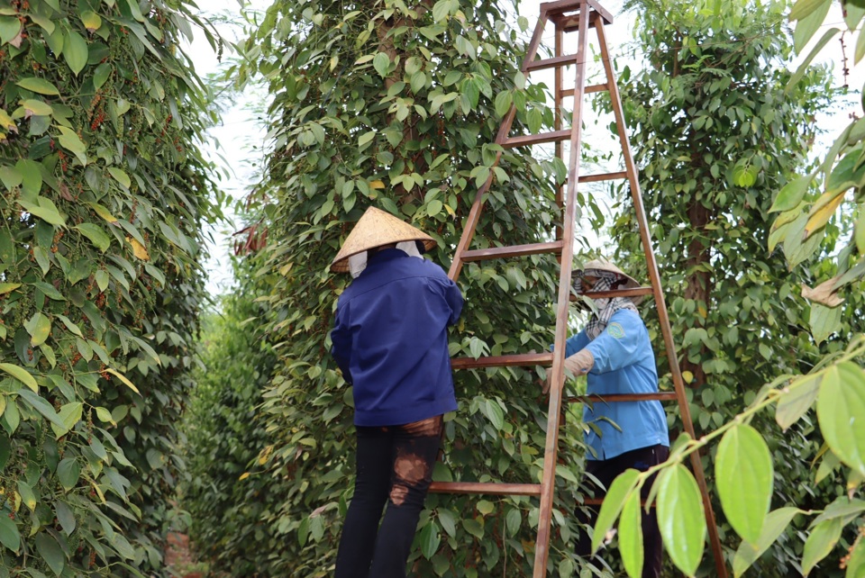 Gi&aacute; ti&ecirc;u h&ocirc;m nay 21/10: Việt Nam tăng cường nhập khẩu hồ ti&ecirc;u Indonesia