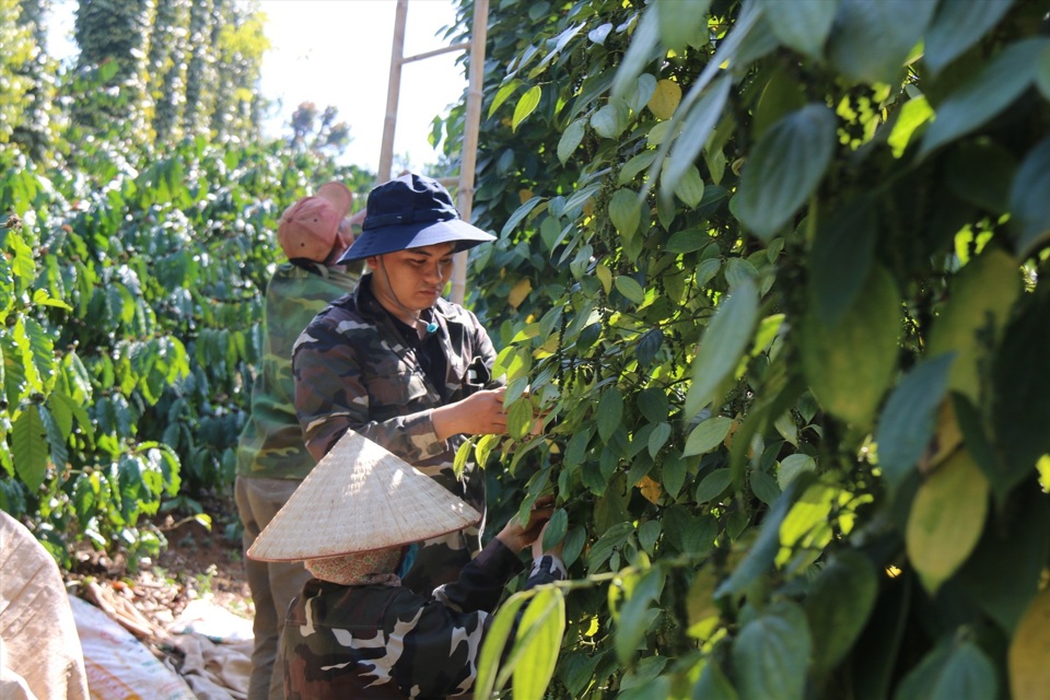 Gi&aacute; ti&ecirc;u h&ocirc;m nay 26/10: bức tranh gi&aacute; ti&ecirc;u c&aacute;c nước tuần n&agrave;y