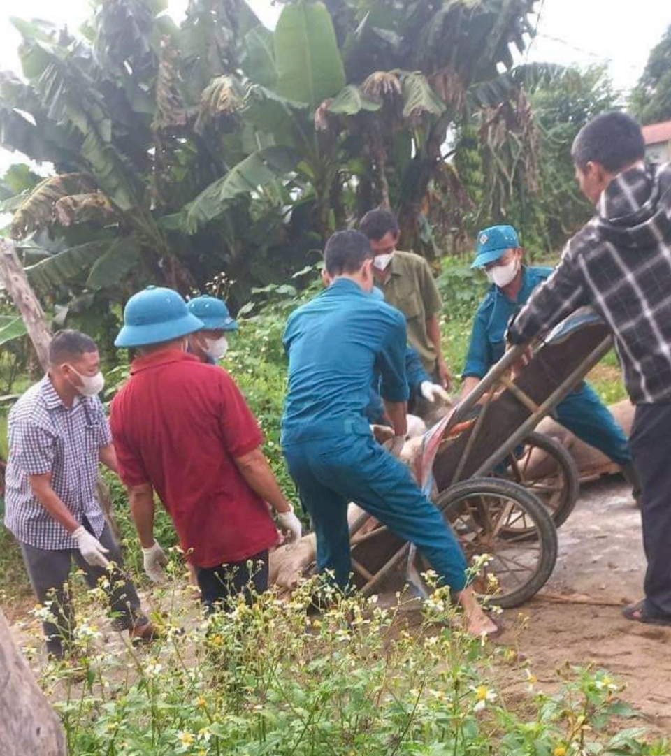 Dịch tả lợn Ch&acirc;u Phi đ&atilde; v&agrave; đang khiến nhiều hộ chăn nu&ocirc;i thiệt hại.&nbsp;