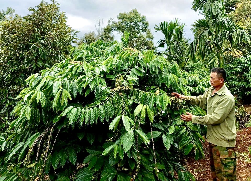 &Ocirc;ng Hồ Văn Hoan chăm s&oacute;c theo hướng hữu cơ để n&acirc;ng cao chất lượng v&agrave; gi&aacute; trị c&agrave; ph&ecirc;.