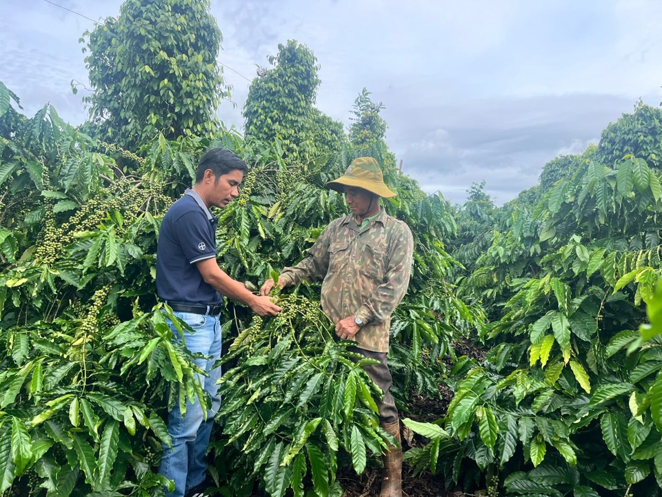 C&agrave; ph&ecirc; Đắk N&ocirc;ng đang từng bước n&acirc;ng cao gi&aacute; trị v&agrave; ph&aacute;t triển theo hướng bền vững.